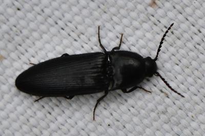 <i>Ampedus nigerrimus</i>