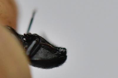 <i>Ampedus nigerrimus</i>