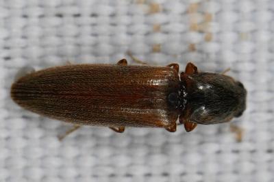 <i>Athous haemorrhoidalis</i>