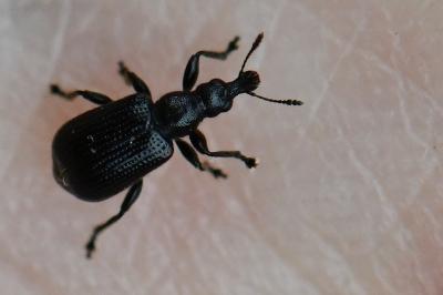 Deporaus betulae