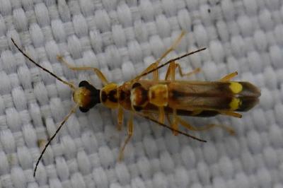 <i>Malthinus seriepunctatus</i>
