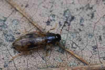 <i>Marolia variegata</i>