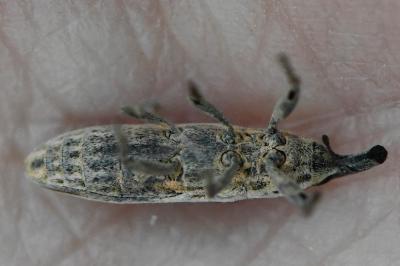 <i>Lixus juncii</i>