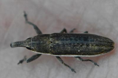 <i>Lixus juncii</i>