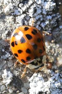 <i>Harmonia axyridis</i>