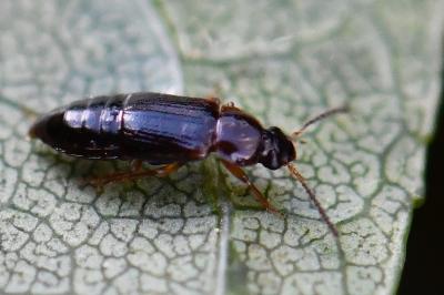 <i>Phyllodrepoidea crenata</i>