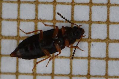 <i>Phyllodrepoidea crenata</i>