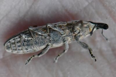 <i>Lixus juncii</i>
