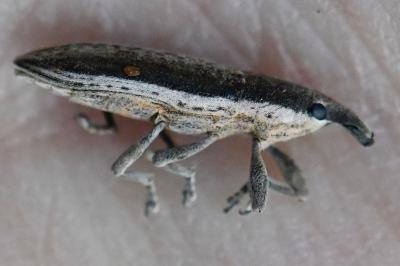 <i>Lixus juncii</i>