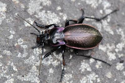 <i>Carabus nemoralis</i>