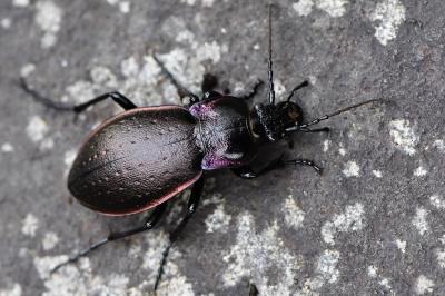 <i>Carabus nemoralis</i>
