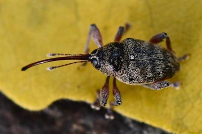 <i>Curculio glandium</i>