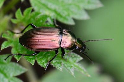 <i>Poecilus cupreus</i>