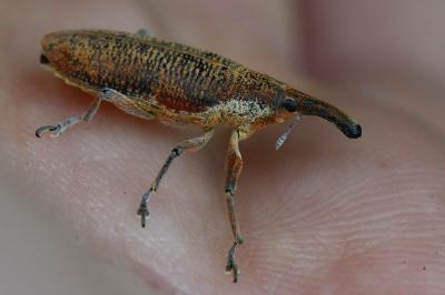 <i>Lixus pulverulentus</i>