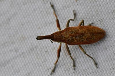<i>Lixus pulverulentus</i>