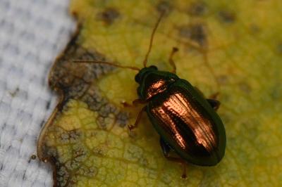Crepidodera aurea