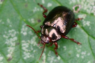 <i>Chrysolina bankii</i>