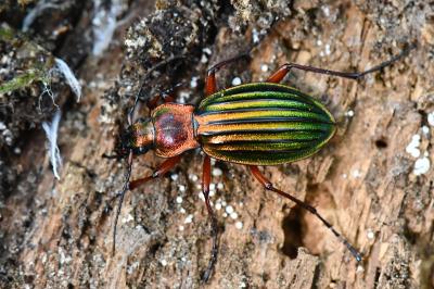 <i>Carabus auronitens</i>