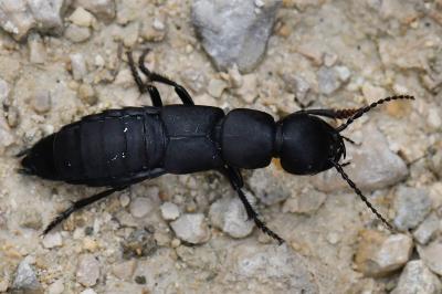 <i>Ocypus olens</i>