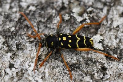 <i>Plagionotus arcuatus</i>