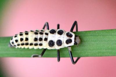 <i>Calvia decemguttata</i>
