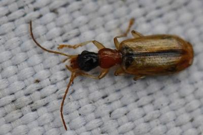 <i>Demetrias atricapillus</i>
