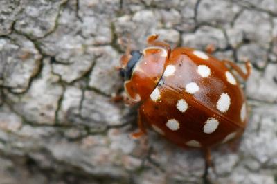 <i>Calvia quatuordecimguttata</i>
