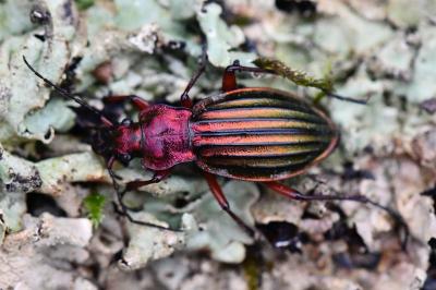 <i>Carabus auronitens</i>