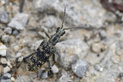 <i>Rhagium sycophanta</i>