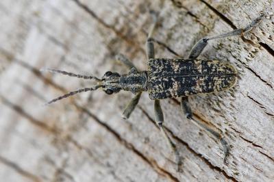 <i>Rhagium sycophanta</i>