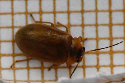 <i>Microcara testacea</i>