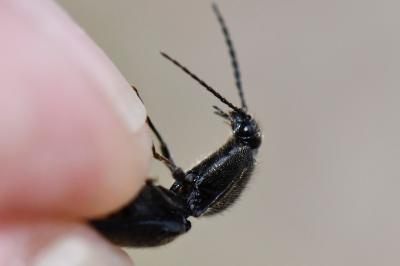 <i>Hemicrepidius hirtus</i>