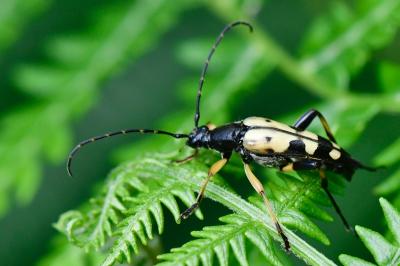 <i>Rutpela maculata</i>