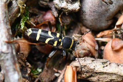 <i>Clytus arietis</i>