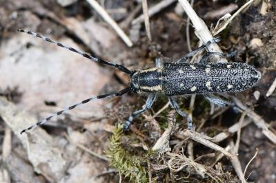Saperda populnea