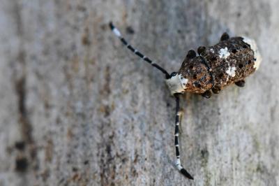 Platystomos albinus