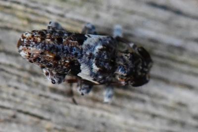 <i>Pogonocherus fasciculatus</i>