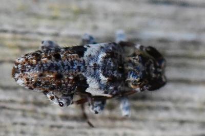 <i>Pogonocherus fasciculatus</i>