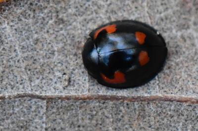 <i>Exochomus quadripustulatus</i>