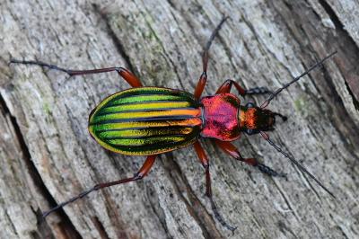 <i>Carabus auronitens</i>