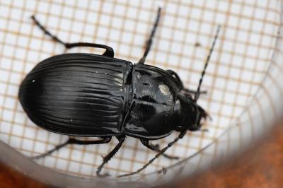 <i>Abax ovalis</i>