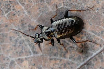 <i>Loricera pilicornis</i>