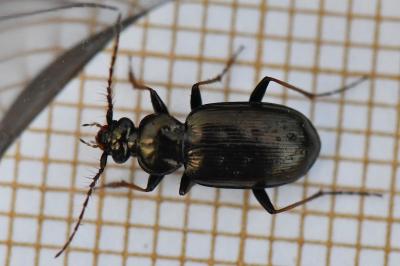 <i>Loricera pilicornis</i>