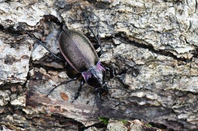 <i>Carabus nemoralis</i>