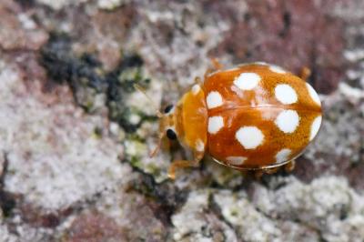 <i>Vibidia duodecimguttata</i>