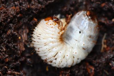<i>Cetonia</i>