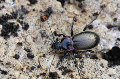<i>Carabus nemoralis</i>