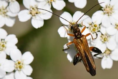 <i>Oedemera podagrariae</i>