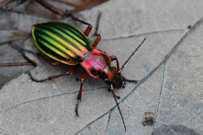 <i>Carabus auronitens</i>