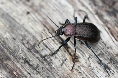 <i>Carabus arvensis</i>